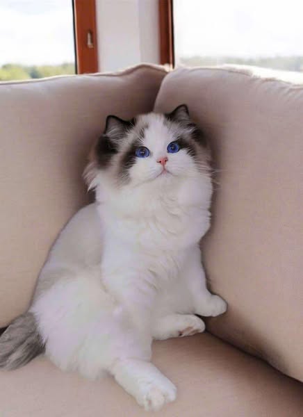 Ragdoll