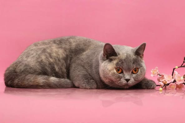 British Shorthair