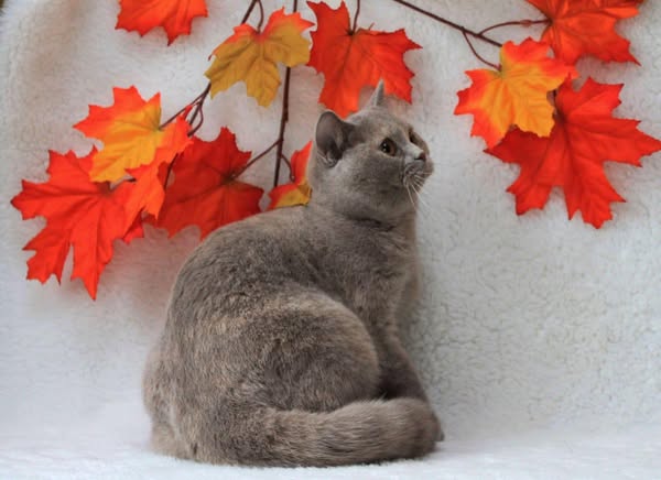 British Shorthair