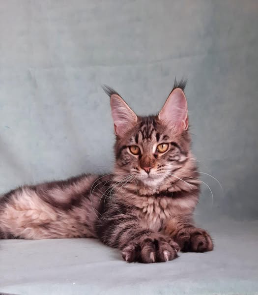 Maine Coon