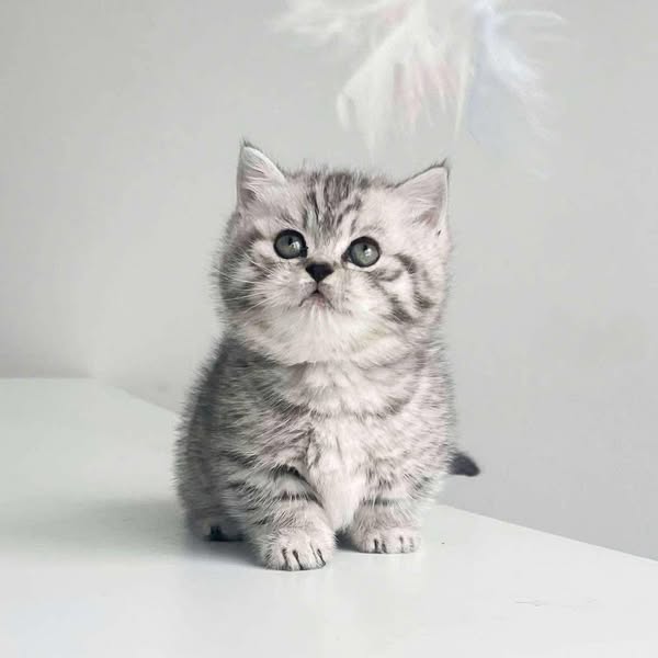 Munchkin