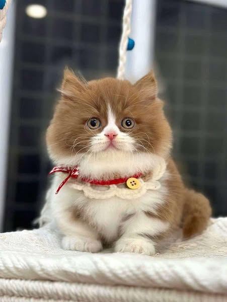 Munchkin Longhair