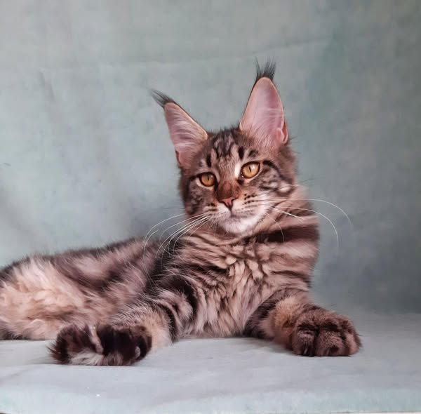 Maine Coon
