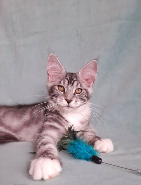 Maine Coon
