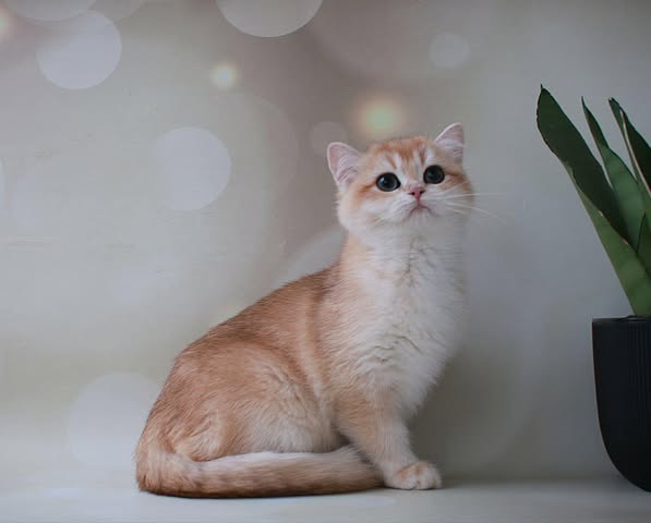 British Shorthair