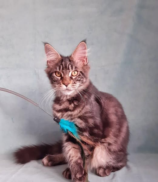 Maine Coon