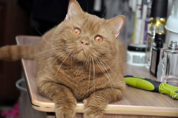 British Shorthair