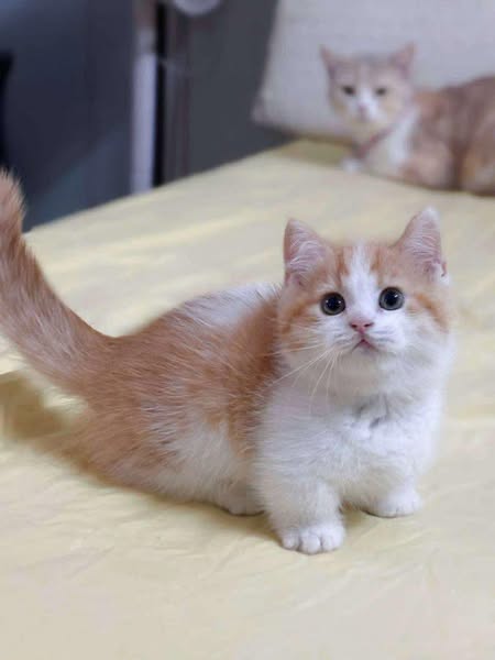 Munchkin