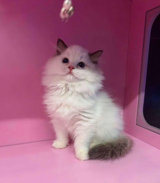 Ragdoll