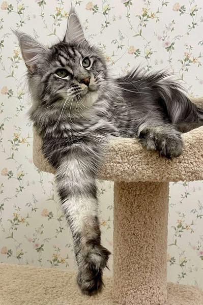 Maine Coon