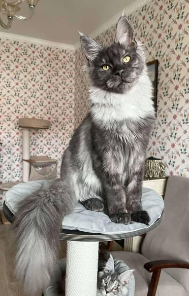 Maine Coon