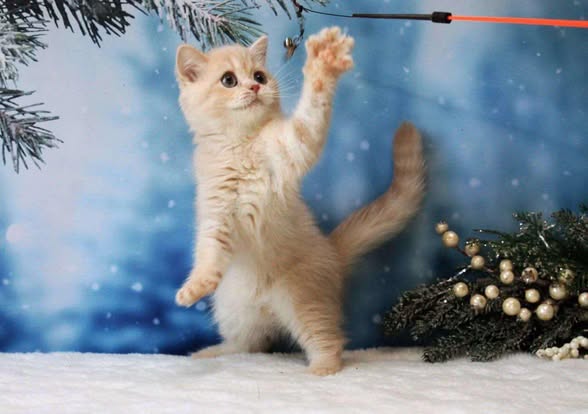 British Shorthair