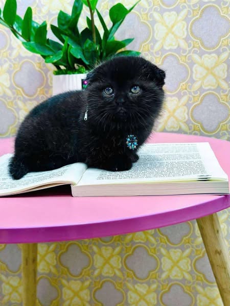 Munchkin Fold
