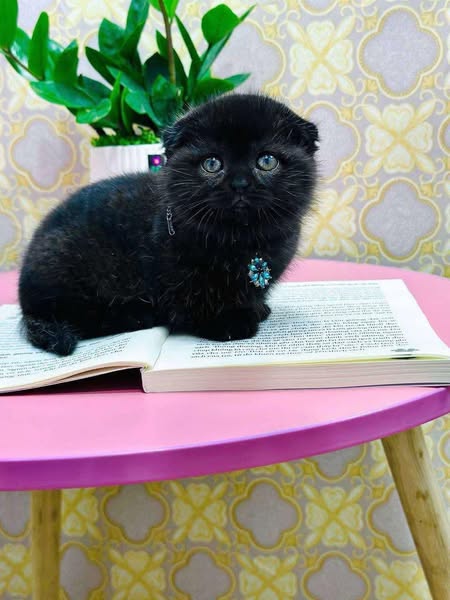 Munchkin Fold