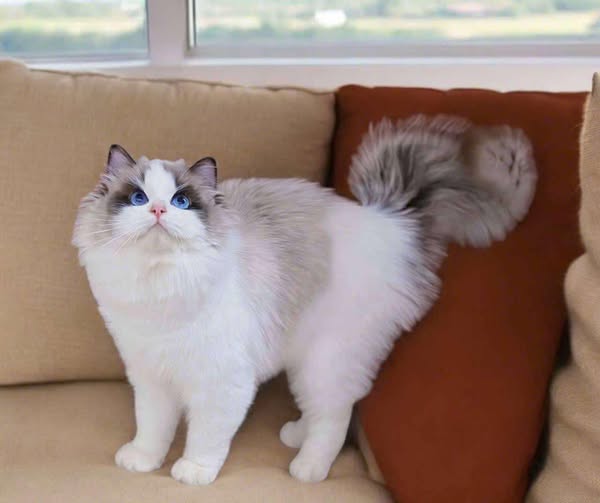Ragdoll
