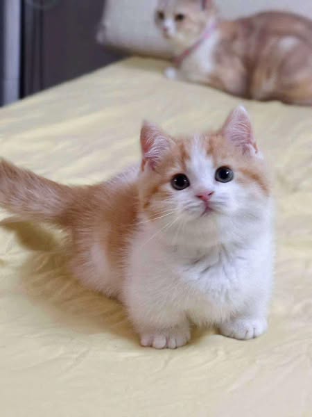Munchkin