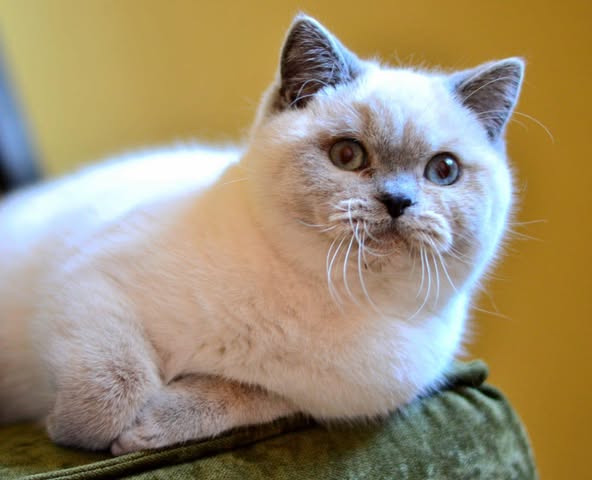 British Shorthair