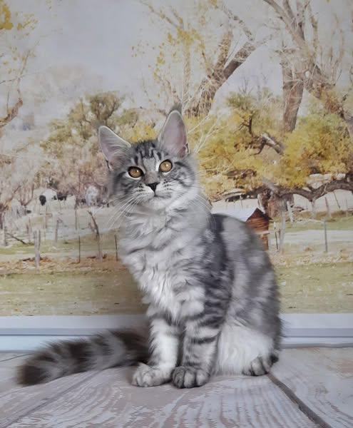 Maine Coon