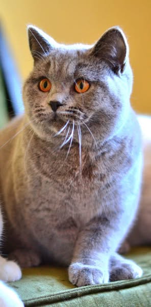British Shorthair