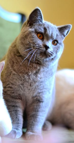 British Shorthair