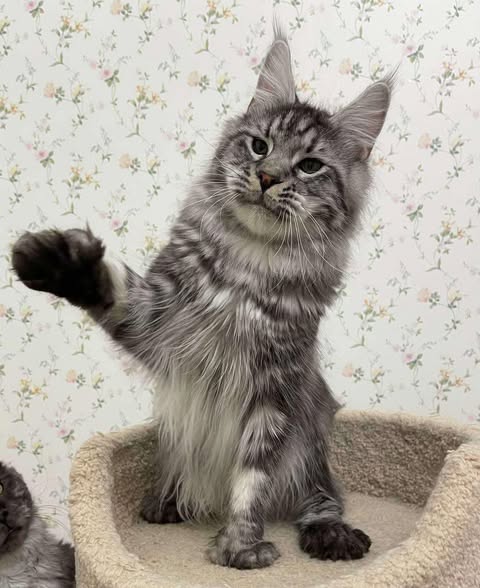 Maine Coon
