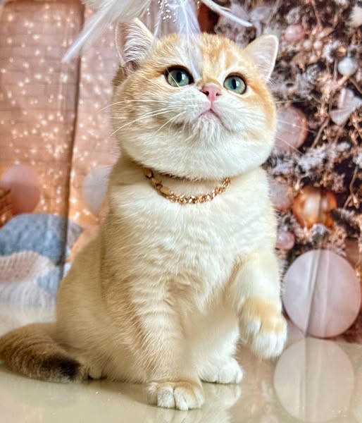 British Shorthair