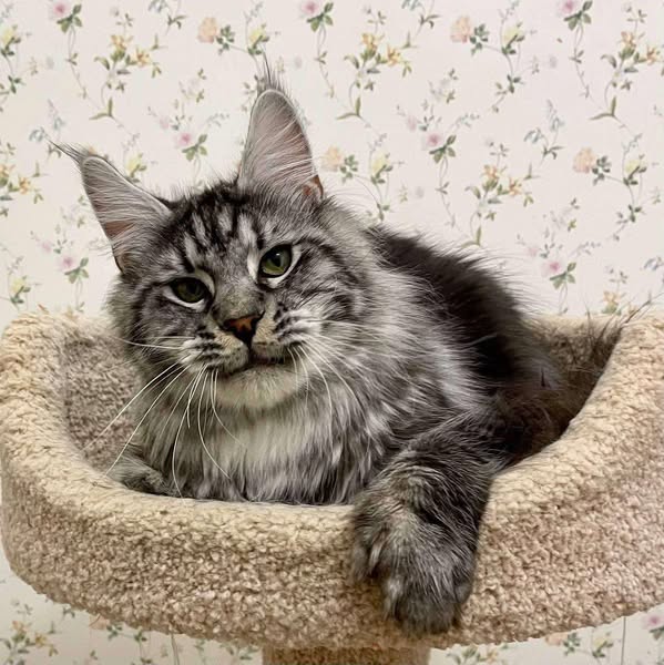 Maine Coon