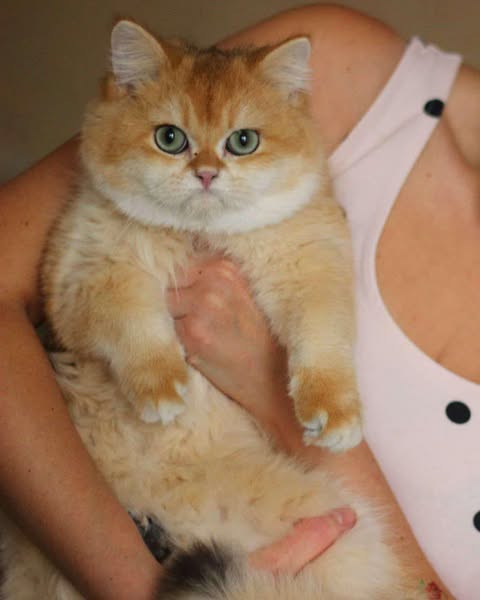 British Shorthair