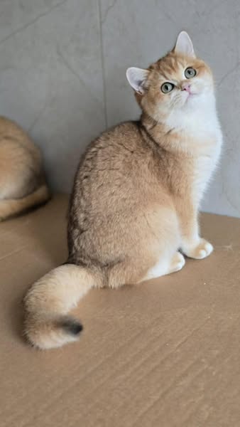 British Shorthair