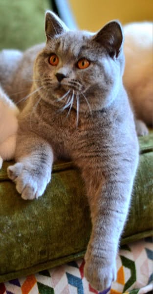 British Shorthair