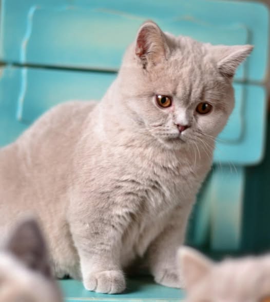 British Shorthair