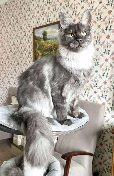Maine Coon