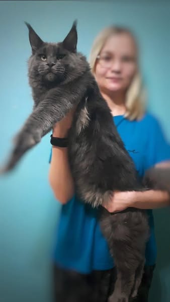 Maine Coon