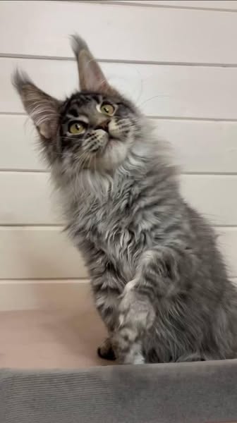 Maine Coon