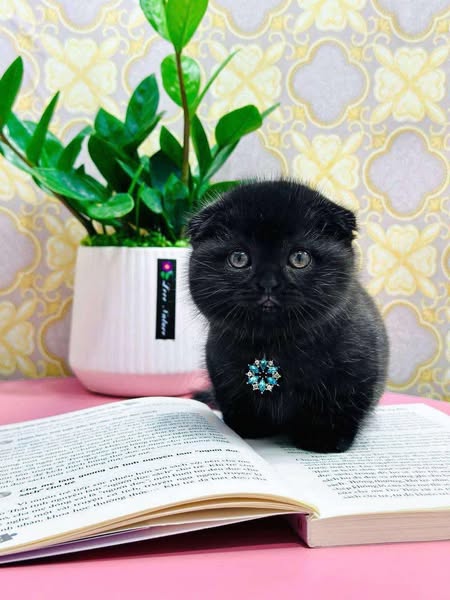 Munchkin Fold