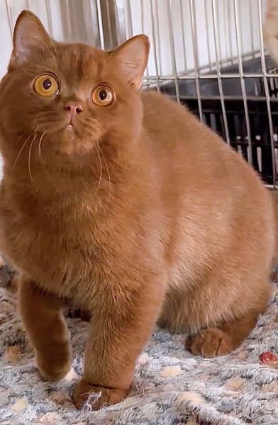 British Shorthair