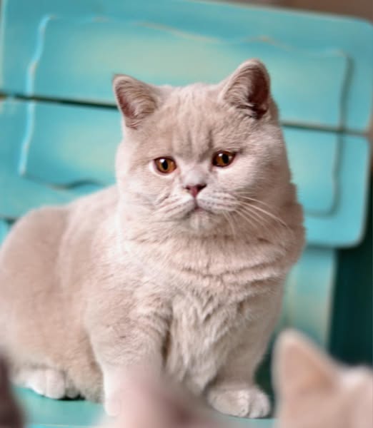 British Shorthair