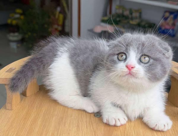 Munchkin Longhair