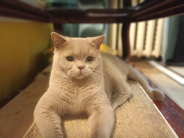 British Shorthair
