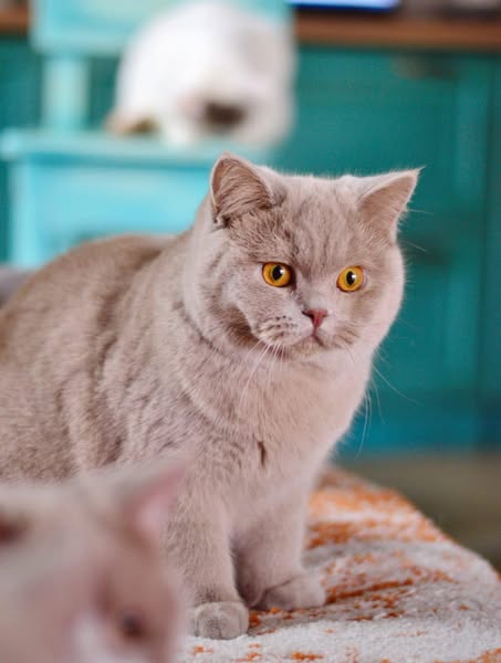 British Shorthair