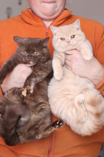 British Shorthair