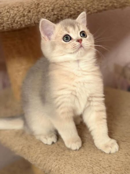 British Shorthair
