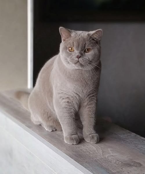 British Shorthair