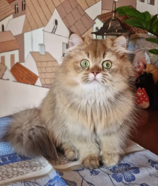 British Shorthair