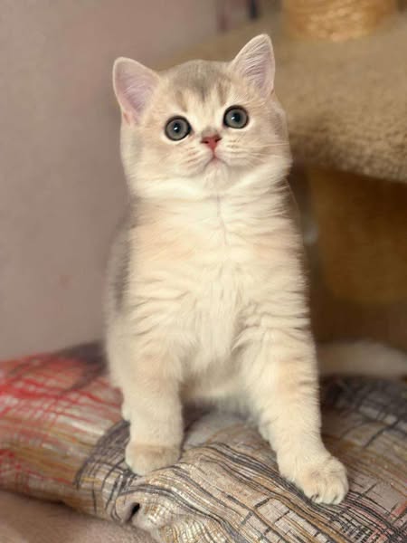 British Shorthair
