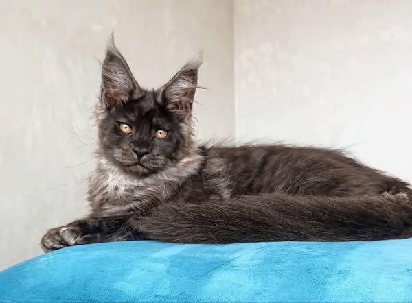 Maine Coon