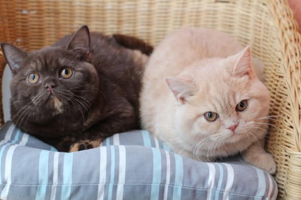 British Shorthair