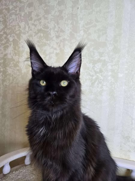 Maine Coon
