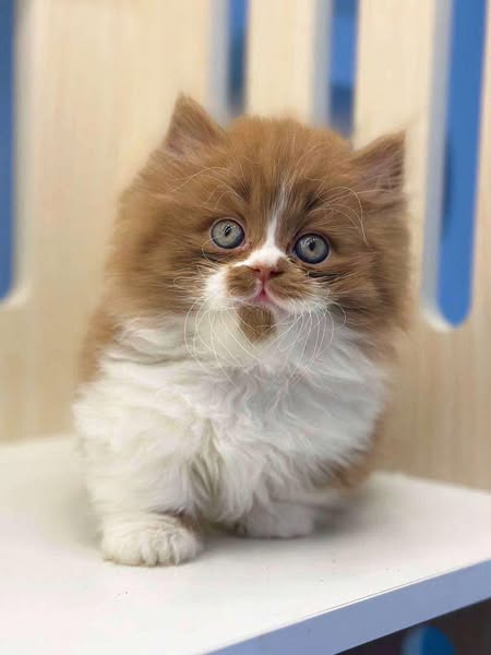 Munchkin Longhair