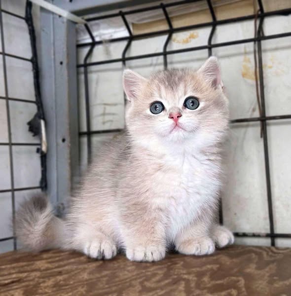 Munchkin